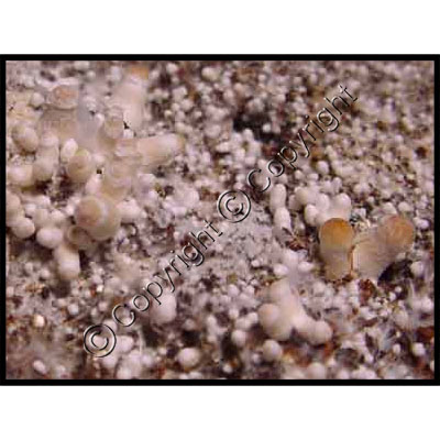 https://www.shroomsupply.com/images/instructions/grain_bags/grain_instructions_22_primordia_formation.jpg