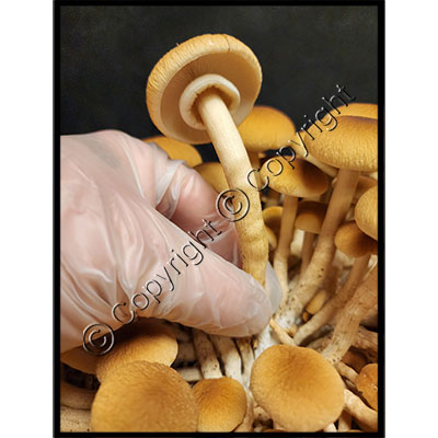 https://www.shroomsupply.com/images/instructions/grain_bags/grain_instructions_23_pioppino_mushroom.jpg